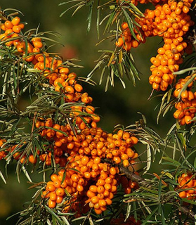 Hippophae rhamnoides 'Sandora' samoopelivý